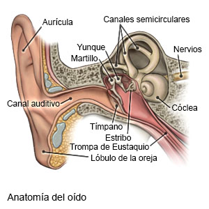 Vibración en Oído