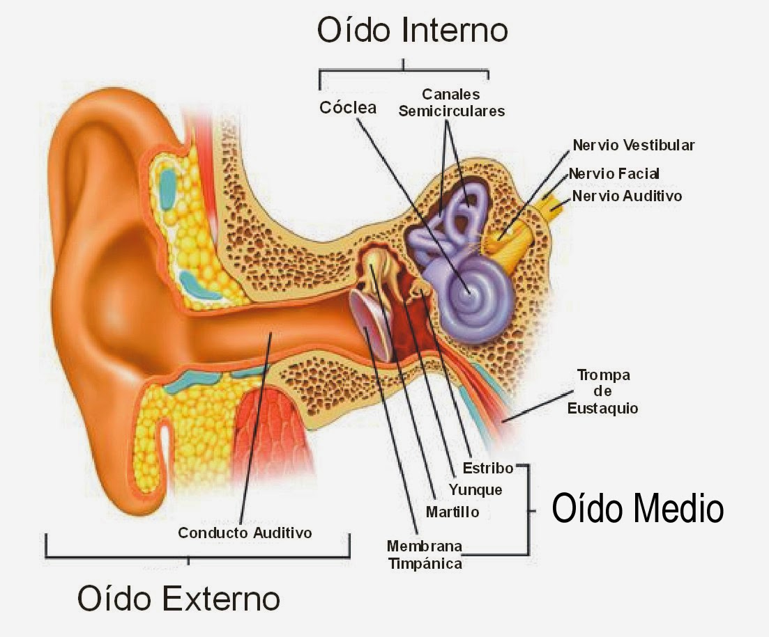 Acufenos por covid o por alcohol?